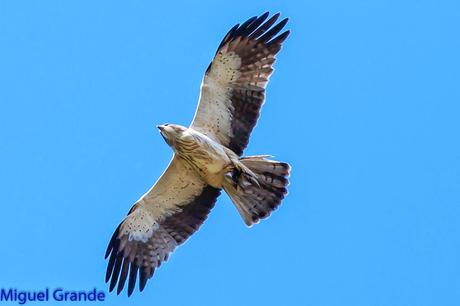 TORCECUELLO,BISBITA ARBÓREO Y AGUILA CALZADA EN EL PARQUE DE BARAÑAIN-NAVARRA