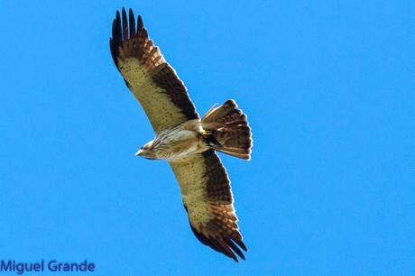 TORCECUELLO,BISBITA ARBÓREO Y AGUILA CALZADA EN EL PARQUE DE BARAÑAIN-NAVARRA