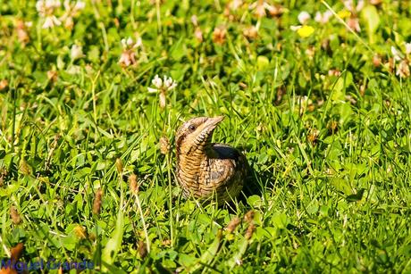 TORCECUELLO,BISBITA ARBÓREO Y AGUILA CALZADA EN EL PARQUE DE BARAÑAIN-NAVARRA