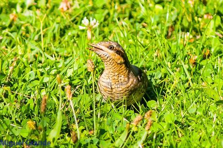 TORCECUELLO,BISBITA ARBÓREO Y AGUILA CALZADA EN EL PARQUE DE BARAÑAIN-NAVARRA