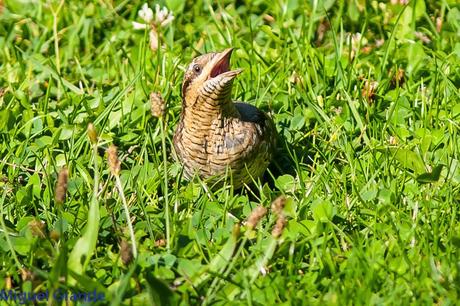 TORCECUELLO,BISBITA ARBÓREO Y AGUILA CALZADA EN EL PARQUE DE BARAÑAIN-NAVARRA