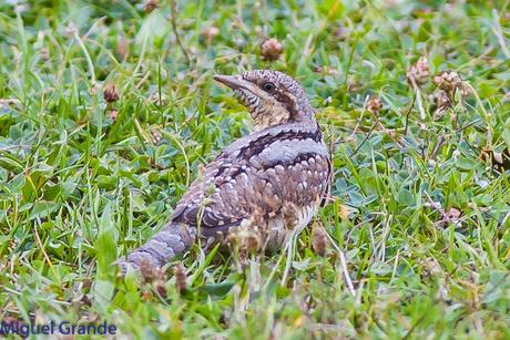 TORCECUELLO,BISBITA ARBÓREO Y AGUILA CALZADA EN EL PARQUE DE BARAÑAIN-NAVARRA