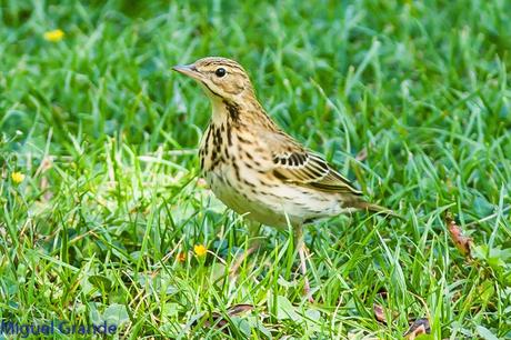 TORCECUELLO,BISBITA ARBÓREO Y AGUILA CALZADA EN EL PARQUE DE BARAÑAIN-NAVARRA