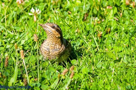 TORCECUELLO,BISBITA ARBÓREO Y AGUILA CALZADA EN EL PARQUE DE BARAÑAIN-NAVARRA