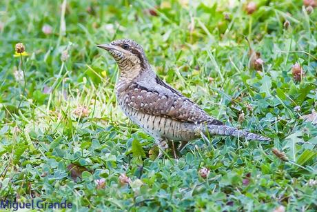 TORCECUELLO,BISBITA ARBÓREO Y AGUILA CALZADA EN EL PARQUE DE BARAÑAIN-NAVARRA