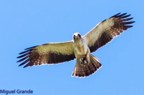 TORCECUELLO,BISBITA ARBÓREO Y AGUILA CALZADA EN EL PARQUE DE BARAÑAIN-NAVARRA