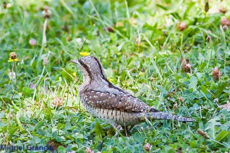 TORCECUELLO,BISBITA ARBÓREO Y AGUILA CALZADA EN EL PARQUE DE BARAÑAIN-NAVARRA