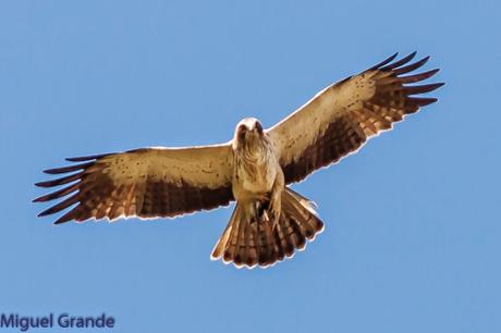 TORCECUELLO,BISBITA ARBÓREO Y AGUILA CALZADA EN EL PARQUE DE BARAÑAIN-NAVARRA