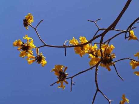 La Chamana, una soberana sorpresa aislada en las pampas