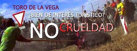 Se celebra la salvajada del Toro de la Vega toro de la vega