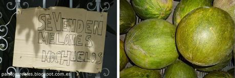 En búsqueda del mejor Melón: Villaconejos (Madrid) En búsqueda del mejor Melón: Villaconejos (Madrid)