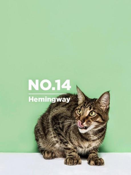 La colonia de gatos de Hemingway