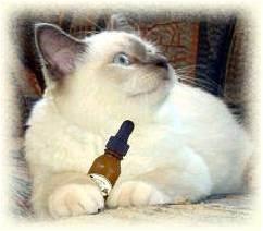 Flores de Bach, ¿qué son y para qué sirven? Imagen3