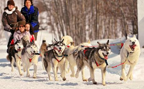 Huskies siberianos tirando del trineo