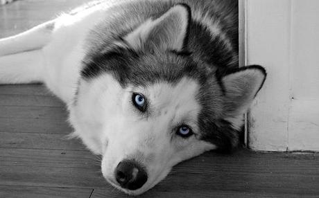 Husky Siberiano