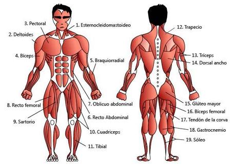 Resultado de imagen de músculos del cuerpo humano