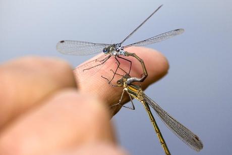 Lestes sponsa (Hansemann, 1823)