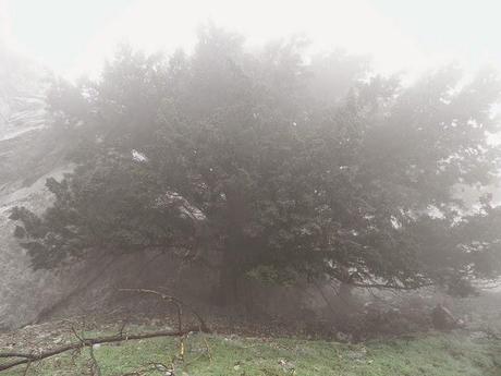 Un monstruo viene a verme (Patrick Ness) Un monstruo viene a verme (Patrick Ness)