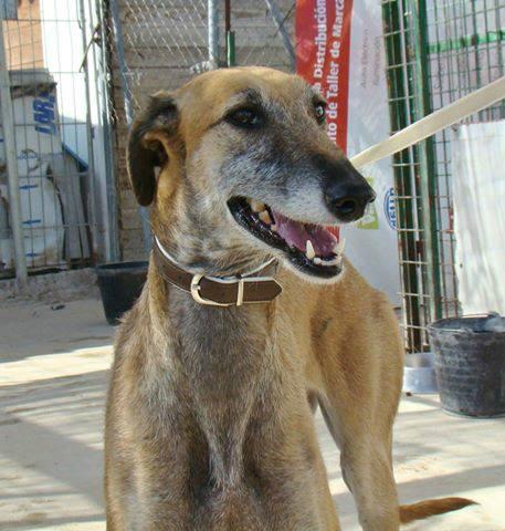 CENTELLA EN ACOGIDA O ADOPCIÓN. (MADRID)