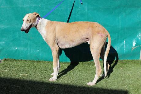 EMILIO, PRECIOSO GALGO EN ADOPCIÓN. (CIUDAD REAL)