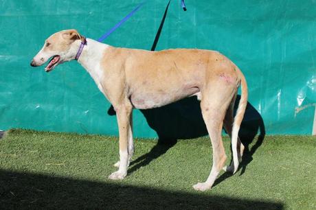 EMILIO, PRECIOSO GALGO EN ADOPCIÓN. (CIUDAD REAL)