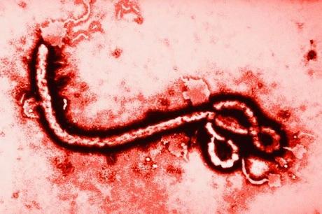 10 datos sobre el Ébola que deberías conocer. Datos sobre el ébola que deberías conocer