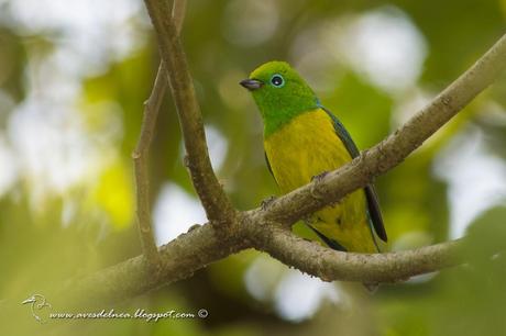 Tangará bonito (Blue-naped Chlorophonia) Chlorophonia cyanea