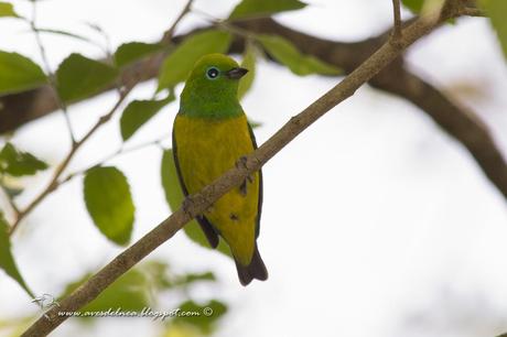 Tangará bonito (Blue-naped Chlorophonia) Chlorophonia cyanea