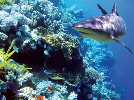tiburones y acidificación del océano tiburones y acidificación del océano