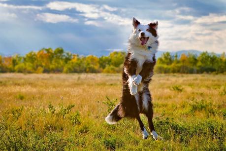 Cómo saber si mi perro me quiere: cuidados y nombres para tu mascota. Perro saltando