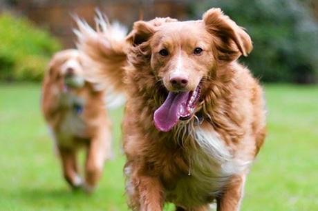 Cómo saber si mi perro me quiere: cuidados y nombres para tu mascota. Perro moviendo la cola