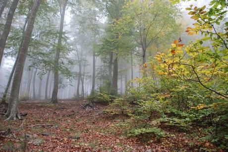 El otoño ya está aquí