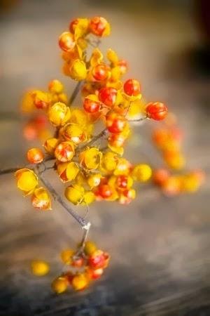 VESTIR EL HOGAR DE OTOÑO