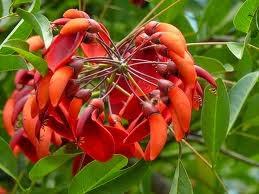 Ceibo, un gigante en el bosque seco Ceibo, un gigante en el bosque seco