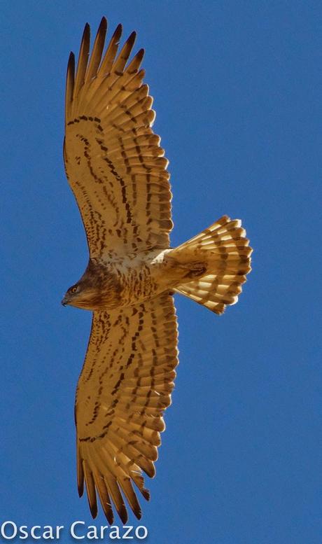 RAPACES MIGRATORIAS