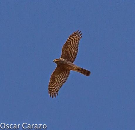 RAPACES MIGRATORIAS