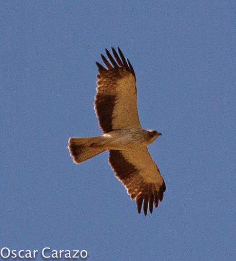 RAPACES MIGRATORIAS