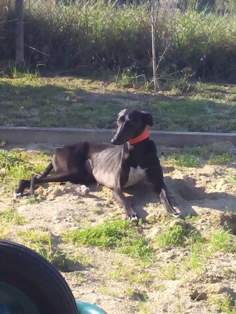 GALGO, IMPRESIONANTE BELLEZA NEGRA EN ADOPCIÓN.