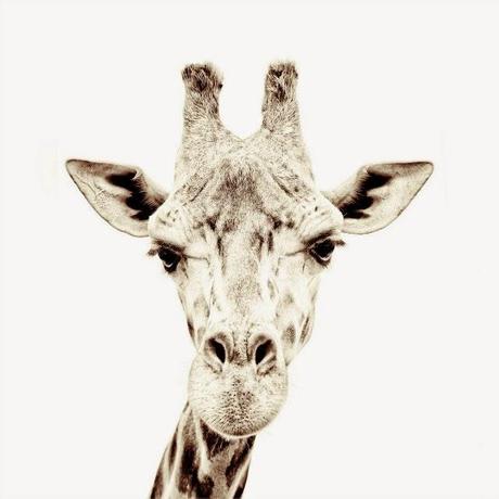 Otro jueves de verano: una jirafa en el salón Otro jueves de verano: una jirafa en el salón