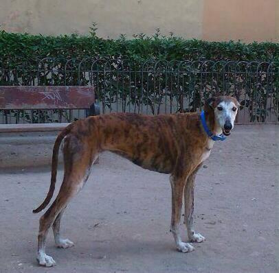 ESTRELLA, PRECIOSA GALGA EN ADOPCIÓN.