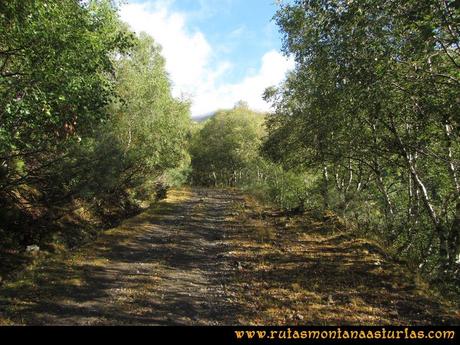 Ruta Arbás - Cellón: Camino entre árboles por el valle de los Pozos Ruta Arbás - Cellón: Camino entre árboles por el valle de los Pozos