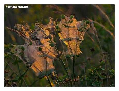 Al caer la tarde Al caer la tarde