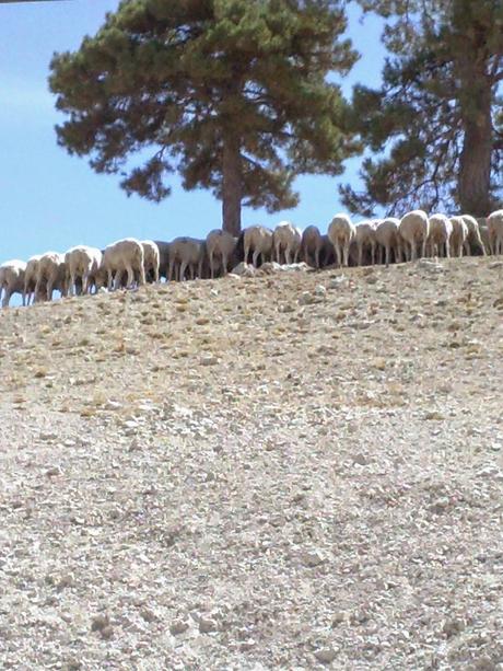 CORDERO SEGUREÑO DE JAÉN: POR QUÉ ES DISTINTO A LOS DEMÁS.