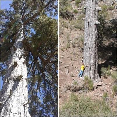 CORDERO SEGUREÑO DE JAÉN: POR QUÉ ES DISTINTO A LOS DEMÁS.