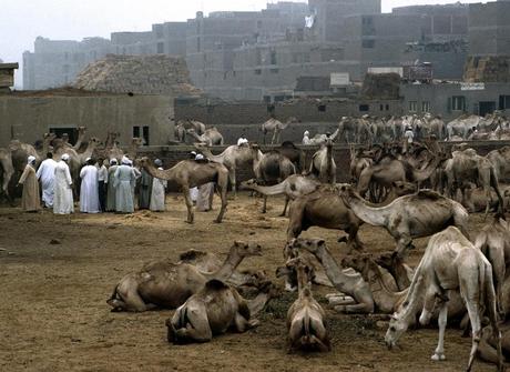 Arenas sagradas, o el mágico Egipto de Pierre Loti 19. Mercado de camellos. Autor, National Geographic