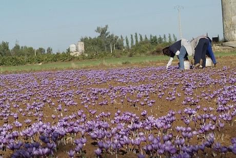 Entre flores de azafrán. La Solana y su Festival de la Zarzuela 9. Otra vista de la recolección del azafrán. Autor, Jose María Moreno García