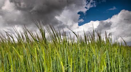 Entre flores de azafrán. La Solana y su Festival de la Zarzuela 10. Cielo y trigales. El paisaje de La Mancha. Autor, Fusky