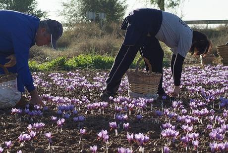 Entre flores de azafrán. La Solana y su Festival de la Zarzuela 7. Recolectando el azafrán. Autor, Jose María Moreno García