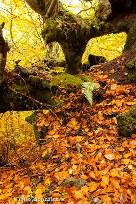 Parque Natural de Somiedo en Otoño Parque Natural de Somiedo en Otoño