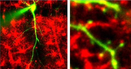 La formación de la memoria modifica la estructura y la función de los astrocitos y no sólo de las neuronas